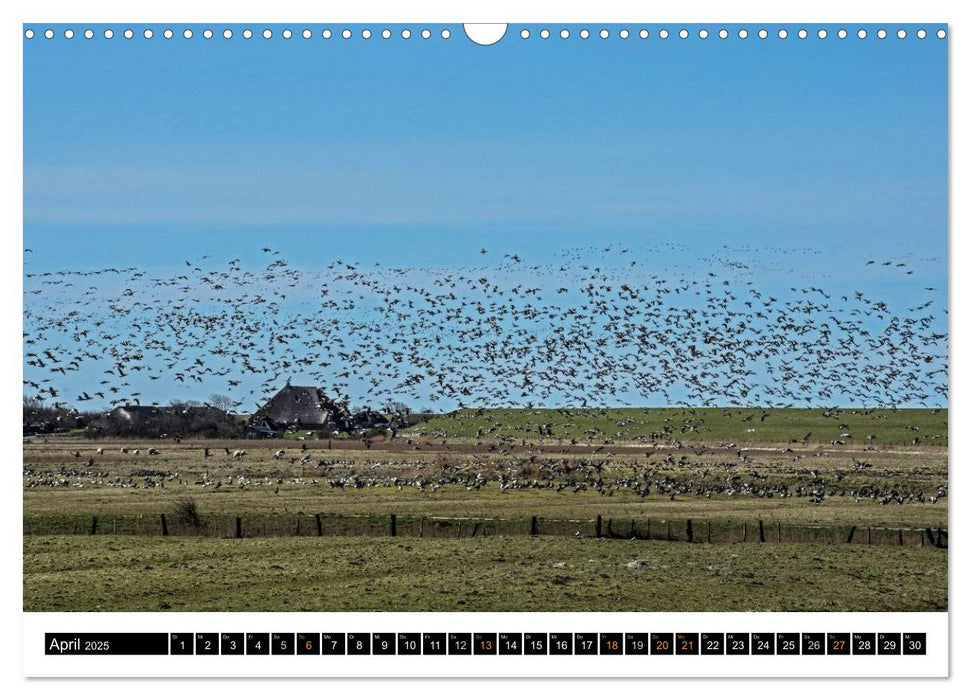 Träumende Bilder - Die Nordseehalbinsel Eiderstedt (CALVENDO Wandkalender 2025)