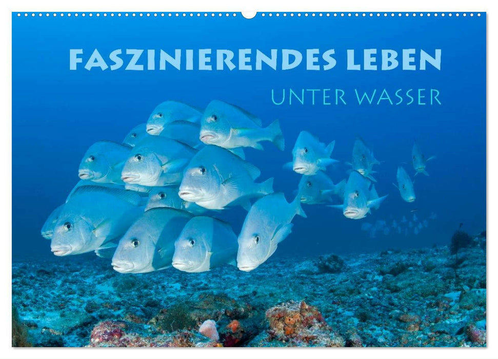 Faszinierendes Leben unter Wasser (CALVENDO Wandkalender 2025)