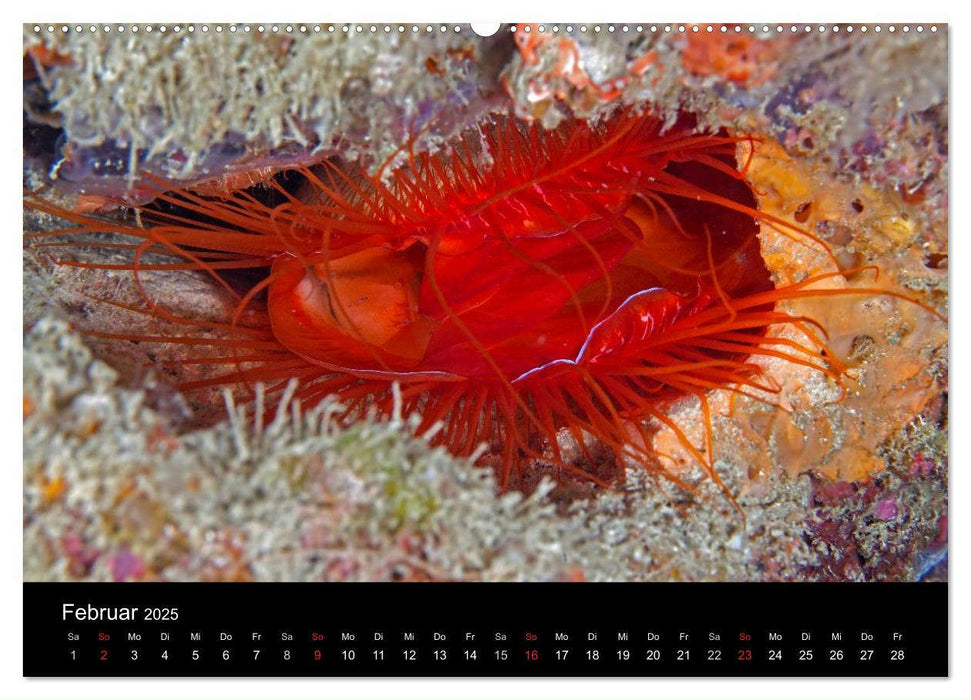 Faszinierendes Leben unter Wasser (CALVENDO Wandkalender 2025)