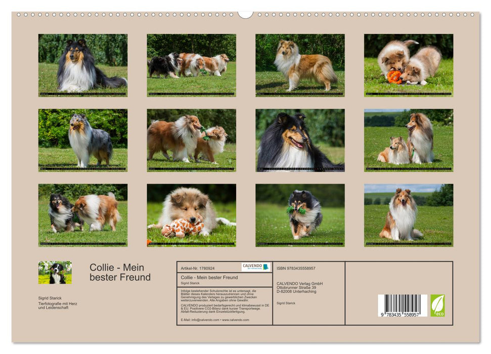 Collie - Mein bester Freund (CALVENDO Premium Wandkalender 2025)