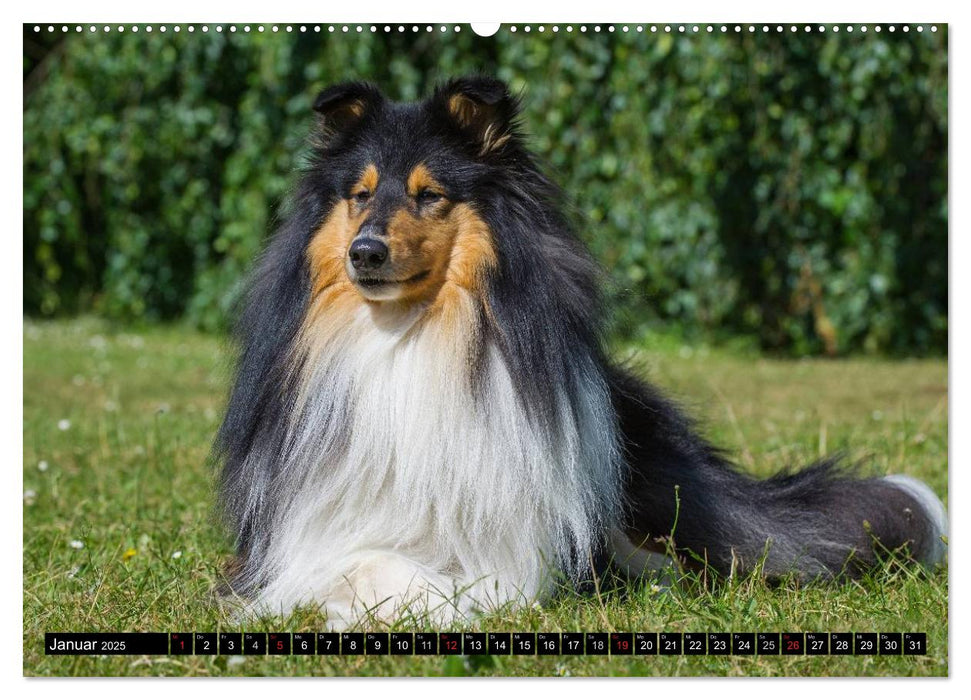 Collie - Mein bester Freund (CALVENDO Premium Wandkalender 2025)