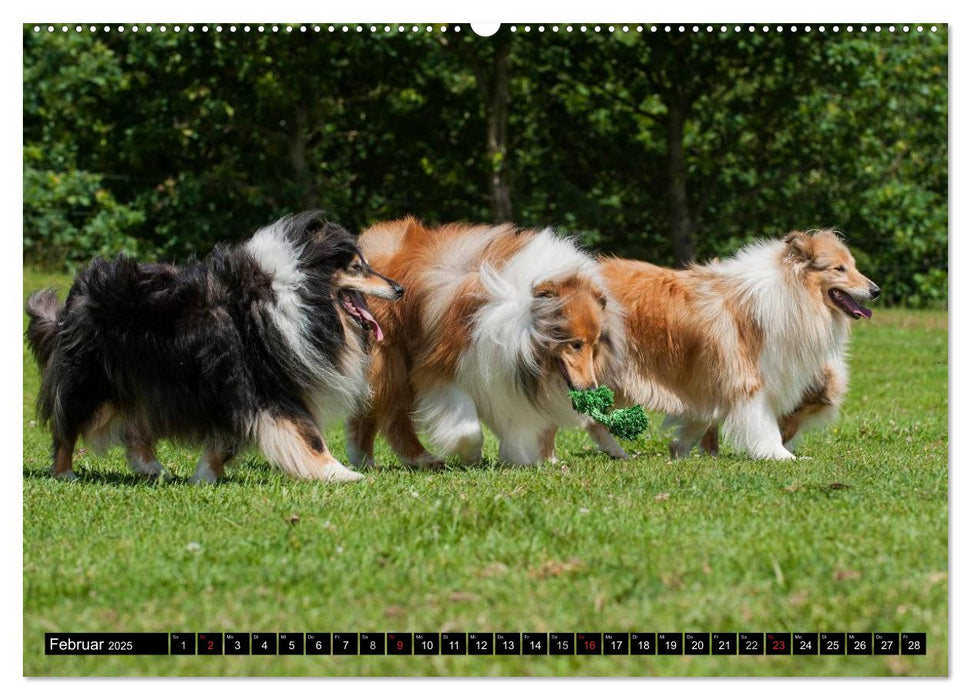 Collie - Mein bester Freund (CALVENDO Premium Wandkalender 2025)