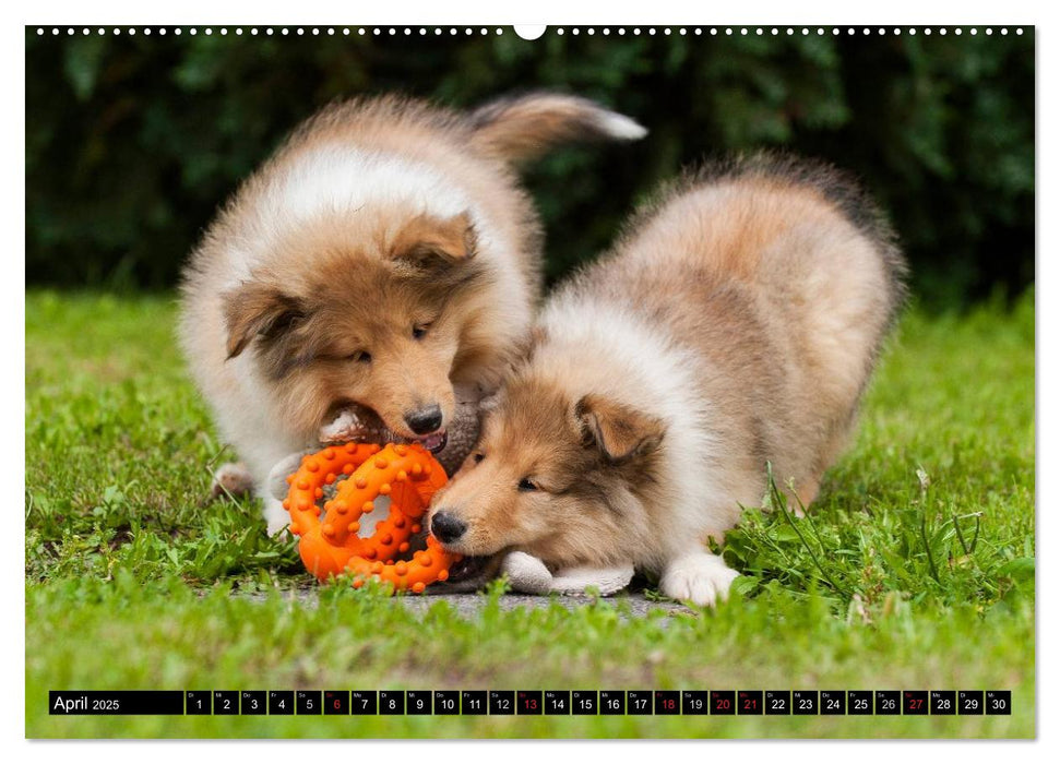 Collie - Mein bester Freund (CALVENDO Premium Wandkalender 2025)