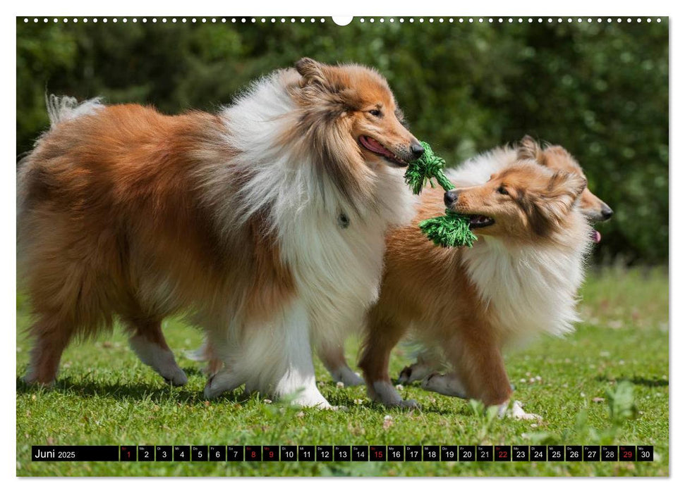 Collie - Mein bester Freund (CALVENDO Premium Wandkalender 2025)