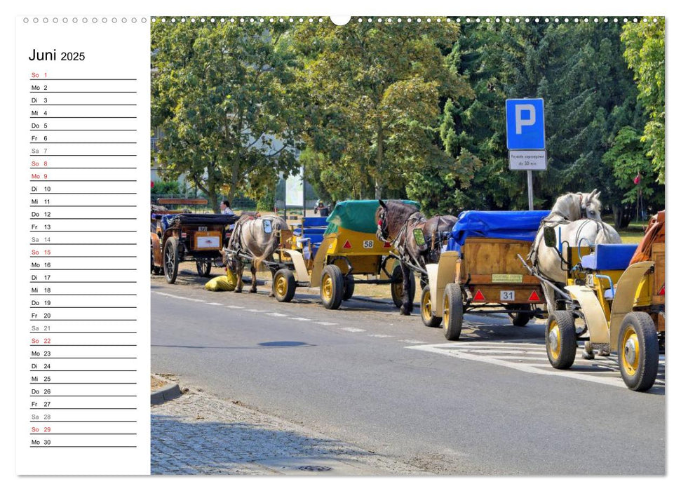 Treffpunkt Ostsee (CALVENDO Premium Wandkalender 2025)