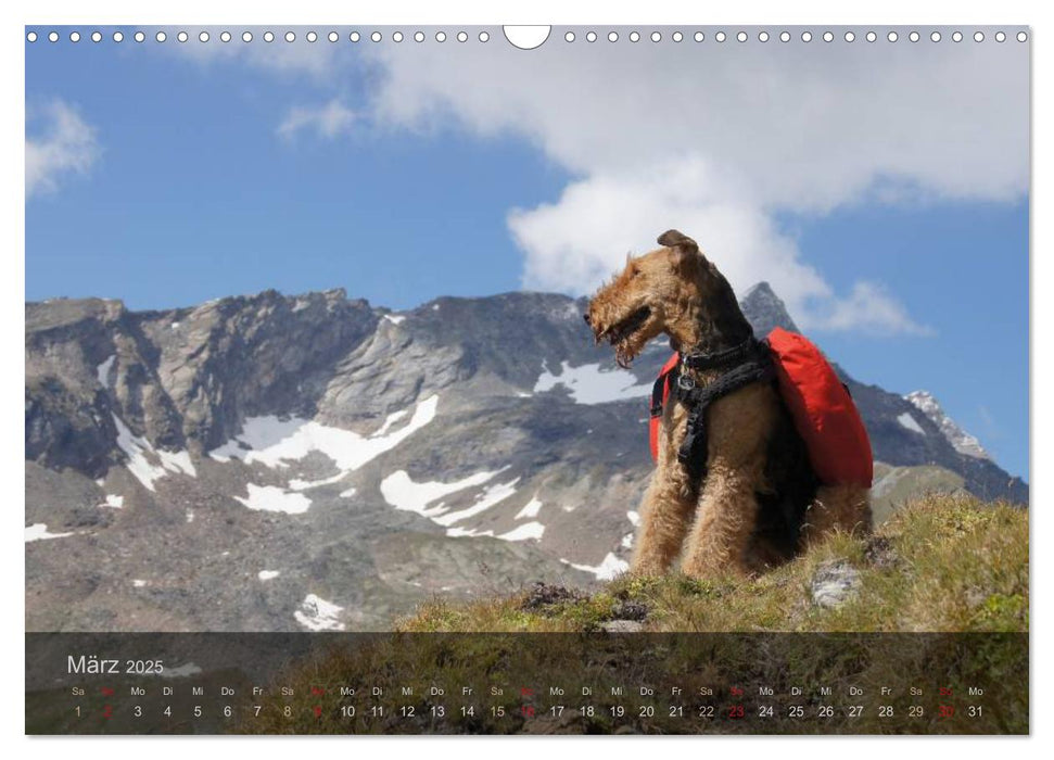 Der Bergdale - mit Hund im Hochgebirge (CALVENDO Wandkalender 2025)