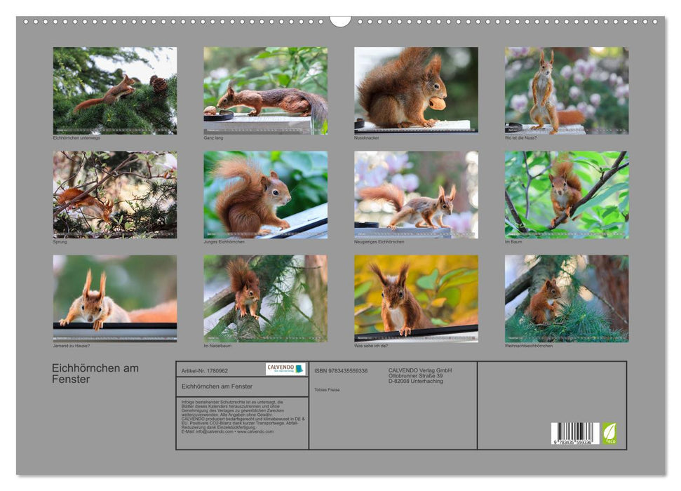 Eichhörnchen am Fenster (CALVENDO Wandkalender 2025)