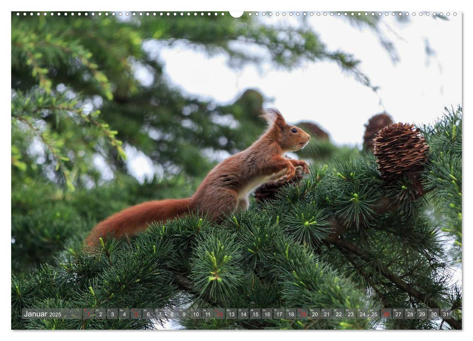 Eichhörnchen am Fenster (CALVENDO Wandkalender 2025)