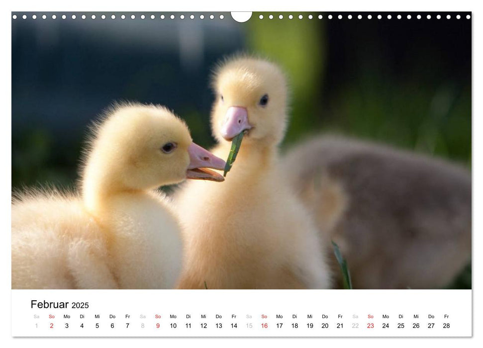 Bunte Welt des Bauernhofs (CALVENDO Wandkalender 2025)