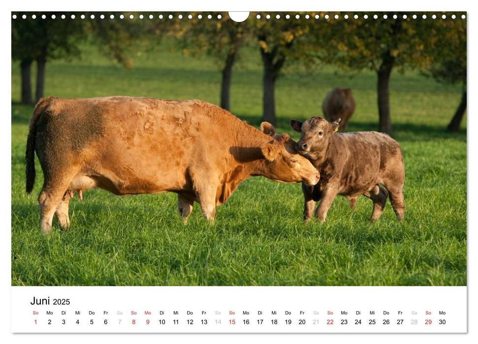 Bunte Welt des Bauernhofs (CALVENDO Wandkalender 2025)