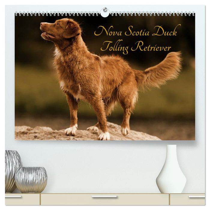 Nova Scotia Duck Tolling Retriever (CALVENDO Premium Wandkalender 2025)