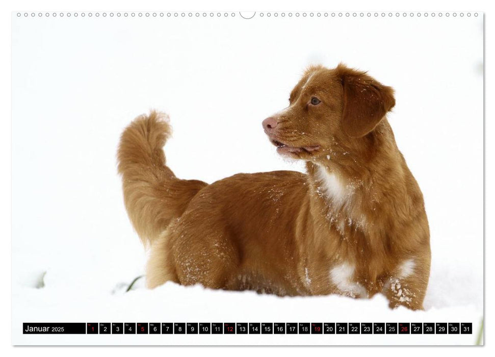 Nova Scotia Duck Tolling Retriever (CALVENDO Premium Wandkalender 2025)