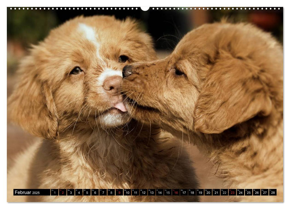 Nova Scotia Duck Tolling Retriever (CALVENDO Premium Wandkalender 2025)