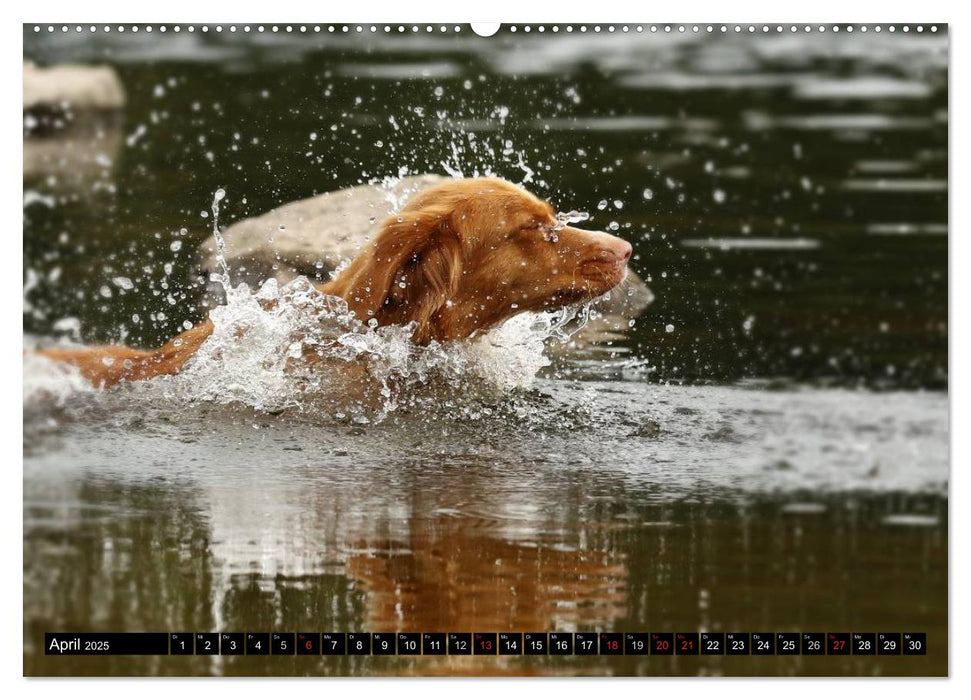 Nova Scotia Duck Tolling Retriever (CALVENDO Premium Wandkalender 2025)