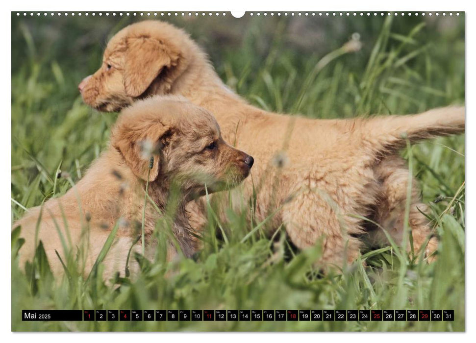 Nova Scotia Duck Tolling Retriever (CALVENDO Premium Wandkalender 2025)