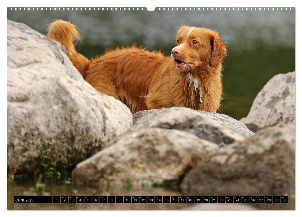 Nova Scotia Duck Tolling Retriever (CALVENDO Premium Wandkalender 2025)