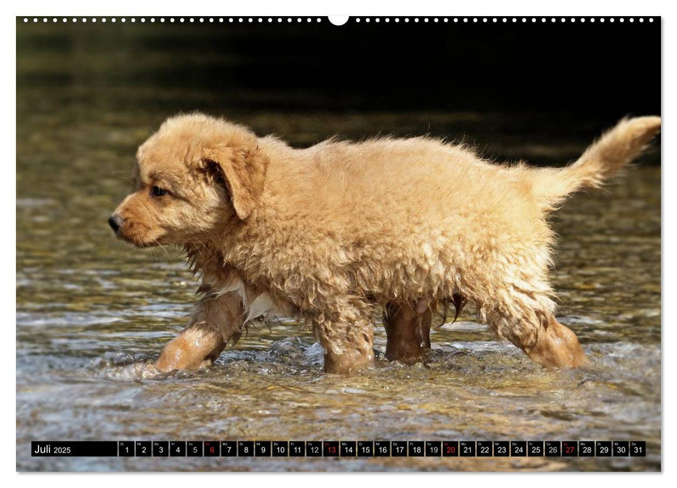 Nova Scotia Duck Tolling Retriever (CALVENDO Premium Wandkalender 2025)