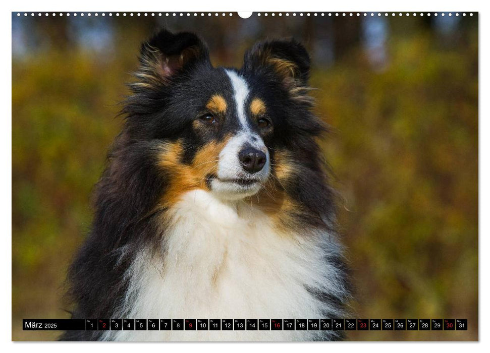 Traumhund Sheltie (CALVENDO Premium Wandkalender 2025)