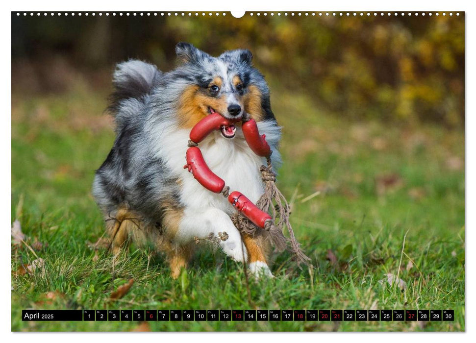 Traumhund Sheltie (CALVENDO Premium Wandkalender 2025)