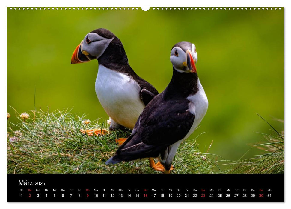 Schottlands Inseln (CALVENDO Premium Wandkalender 2025)