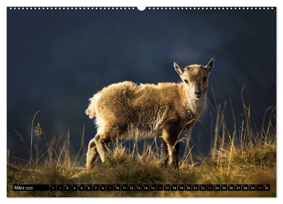 Schweizer Alpen. Natur und Landschaften (CALVENDO Premium Wandkalender 2025)