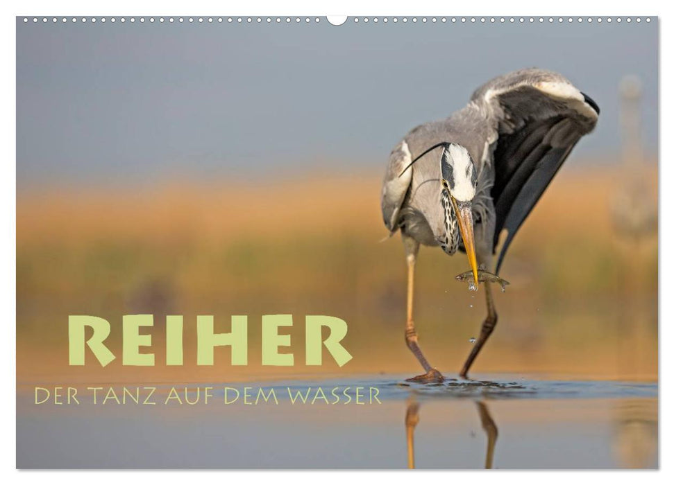 Reiher - Der Tanz auf dem Wasser (CALVENDO Wandkalender 2025)