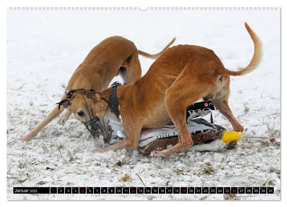 Schnell wie der Wind - Whippet (CALVENDO Premium Wandkalender 2025)