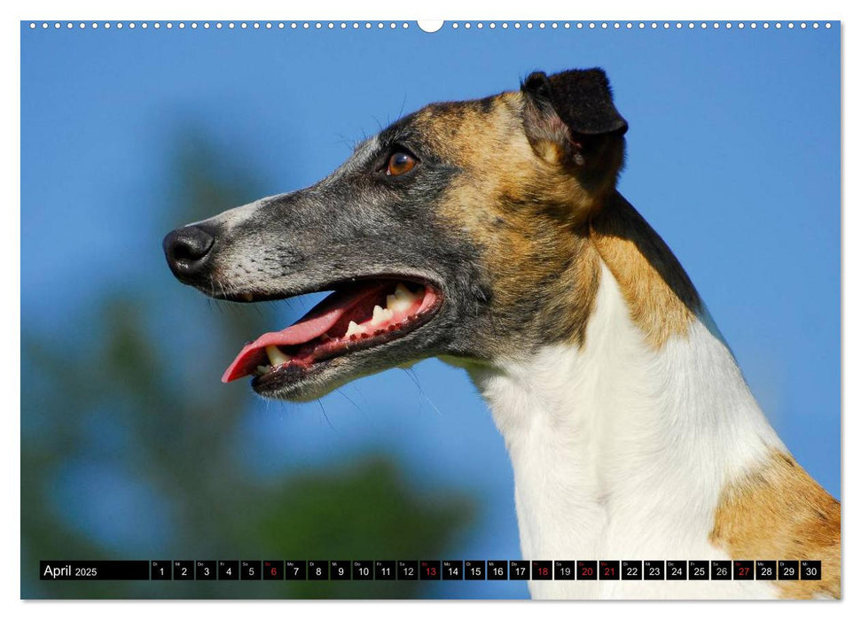 Schnell wie der Wind - Whippet (CALVENDO Premium Wandkalender 2025)