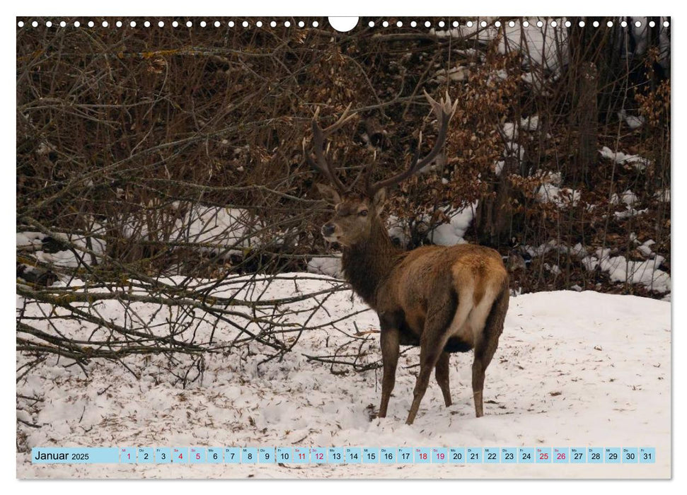 Die Natur erleben (CALVENDO Wandkalender 2025)