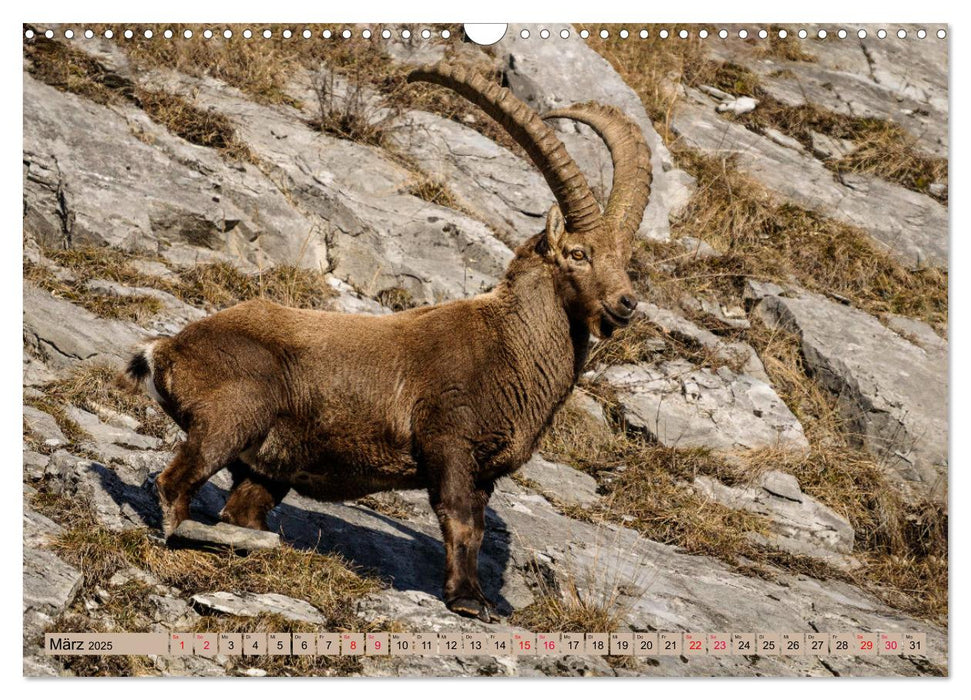 Die Natur erleben (CALVENDO Wandkalender 2025)