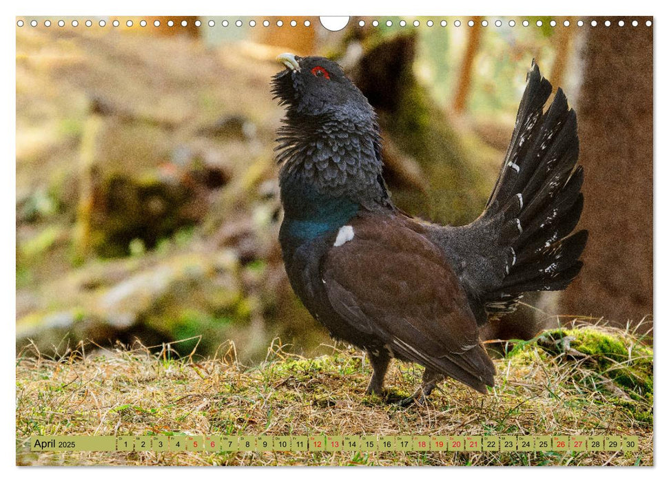 Die Natur erleben (CALVENDO Wandkalender 2025)