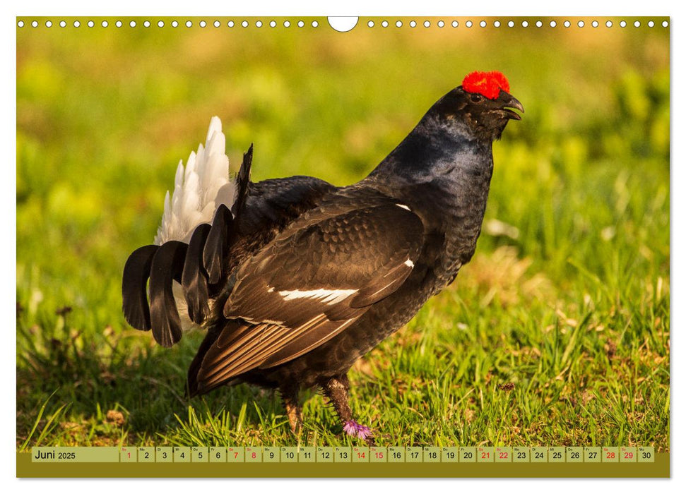 Die Natur erleben (CALVENDO Wandkalender 2025)