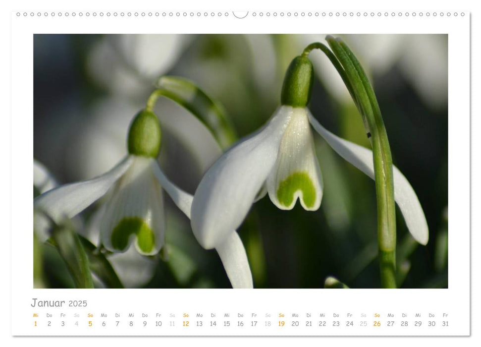 Alle Farben weiss (CALVENDO Premium Wandkalender 2025)