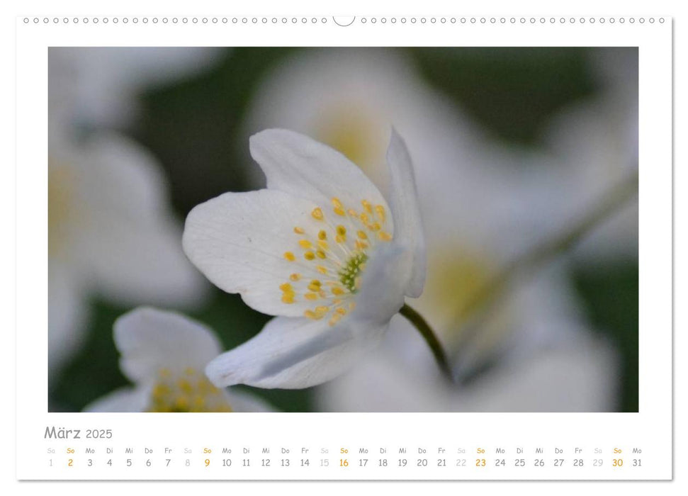 Alle Farben weiss (CALVENDO Premium Wandkalender 2025)