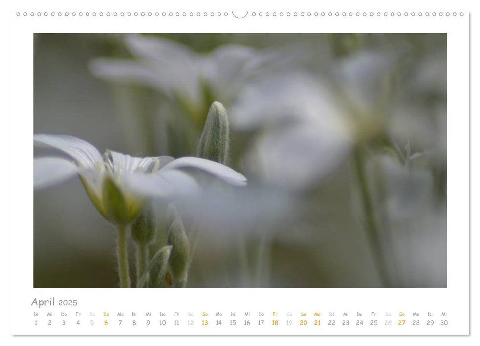 Alle Farben weiss (CALVENDO Premium Wandkalender 2025)