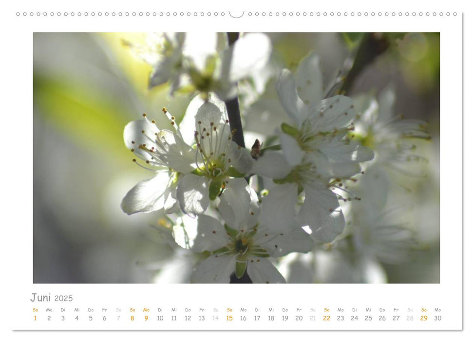 Alle Farben weiss (CALVENDO Premium Wandkalender 2025)