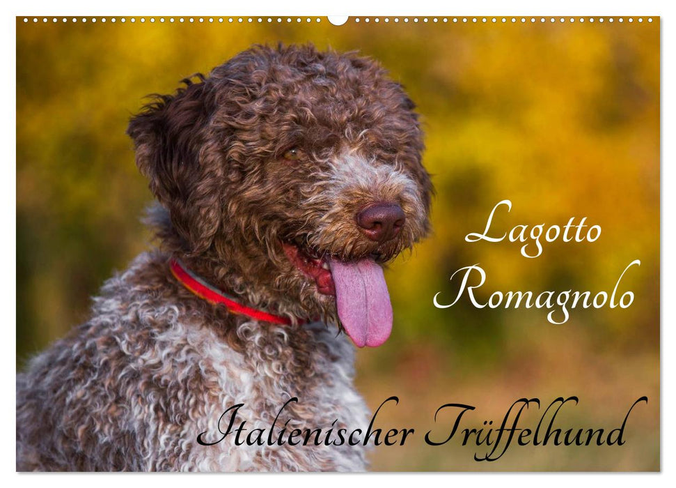 Lagotto Romagnolo - Italienischer Trüffelhund (CALVENDO Wandkalender 2025)