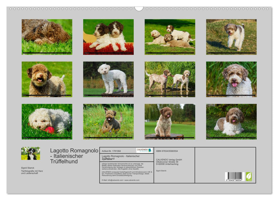 Lagotto Romagnolo - Italienischer Trüffelhund (CALVENDO Wandkalender 2025)