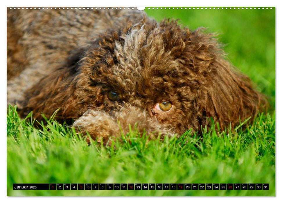 Lagotto Romagnolo - Italienischer Trüffelhund (CALVENDO Wandkalender 2025)