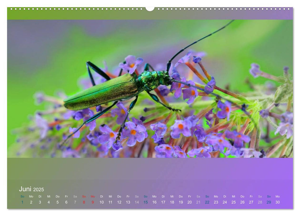 Falter, Käfer und Co.faszinierend, doch extrem gefährdet (CALVENDO Premium Wandkalender 2025)