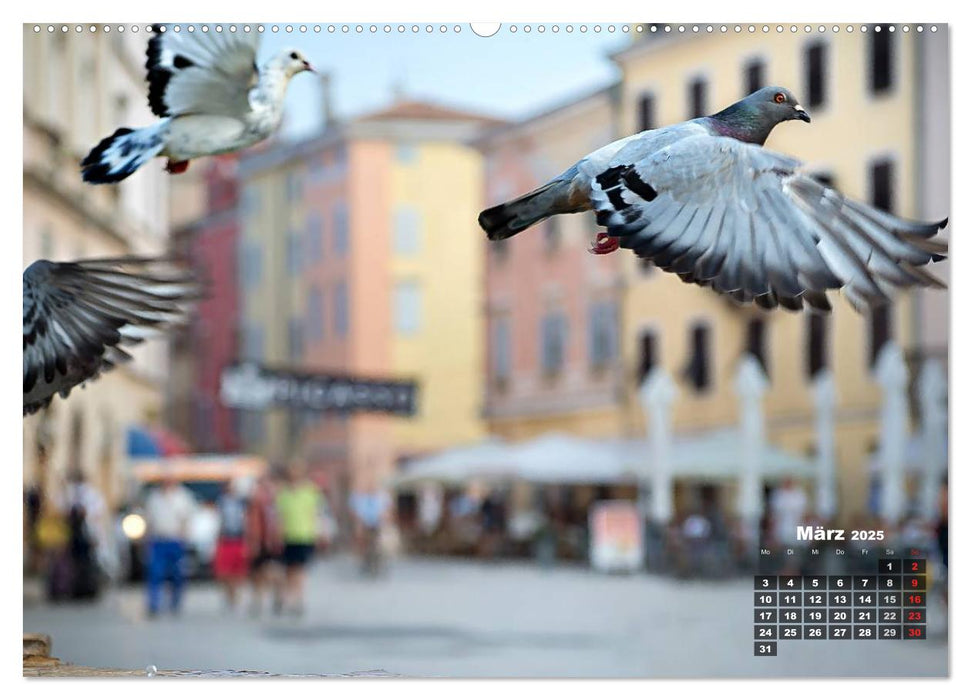 Wie ein Vogel in Rovinj! (CALVENDO Premium Wandkalender 2025)