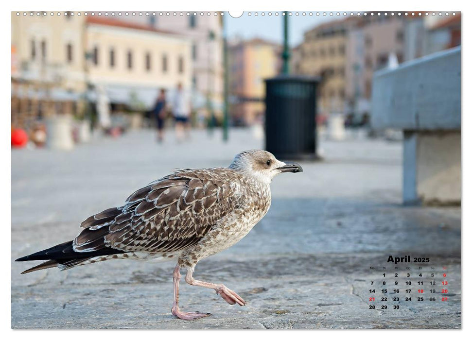 Wie ein Vogel in Rovinj! (CALVENDO Premium Wandkalender 2025)