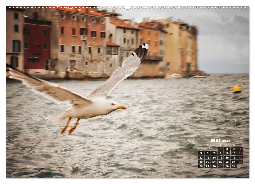 Wie ein Vogel in Rovinj! (CALVENDO Premium Wandkalender 2025)