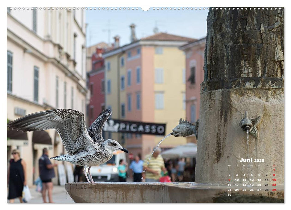 Wie ein Vogel in Rovinj! (CALVENDO Premium Wandkalender 2025)