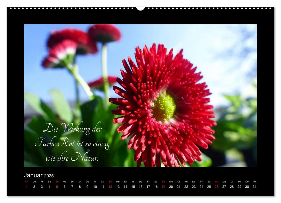 Goethes Rot. Gedanken zur Farbe (CALVENDO Premium Wandkalender 2025)