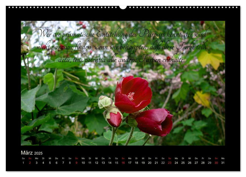 Goethes Rot. Gedanken zur Farbe (CALVENDO Premium Wandkalender 2025)