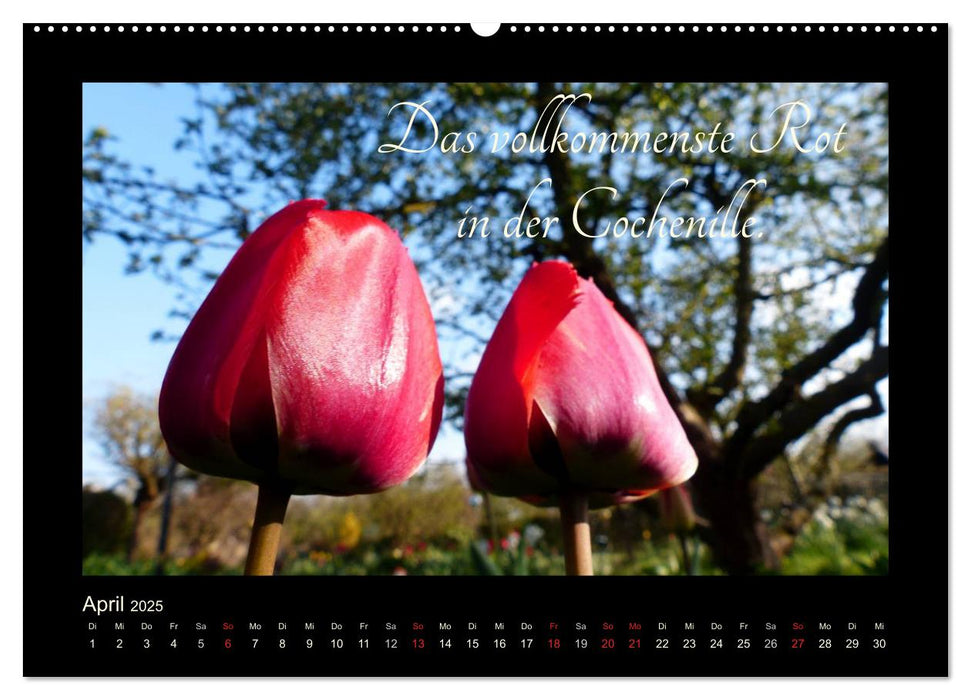 Goethes Rot. Gedanken zur Farbe (CALVENDO Premium Wandkalender 2025)