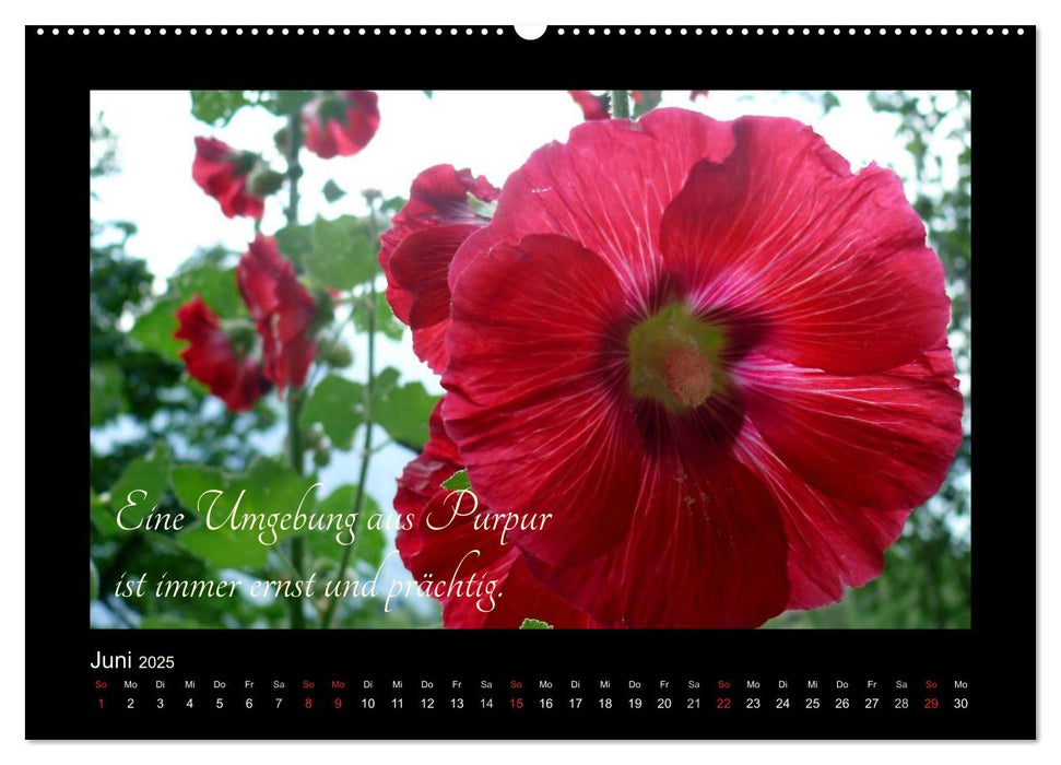 Goethes Rot. Gedanken zur Farbe (CALVENDO Premium Wandkalender 2025)