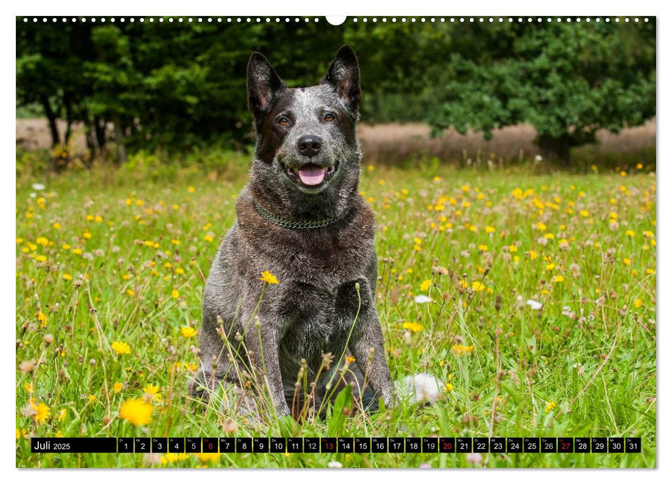 Power auf 4 Pfoten. Australian Cattle Dog (CALVENDO Premium Wandkalender 2025)