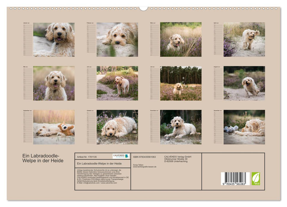 Ein Labradoodle-Welpe in der Heide (CALVENDO Premium Wandkalender 2025)